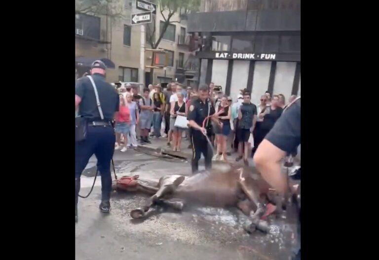Sick Exhausted Central Park Carriage Horse Falls to Ground and Flogged by Carriage Driver