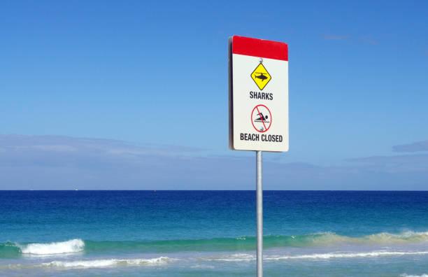 California Swimmer Attacked by a Shark in San Diego