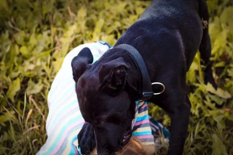 5-Year-Old Mauled and Scarred by Dog in Florida