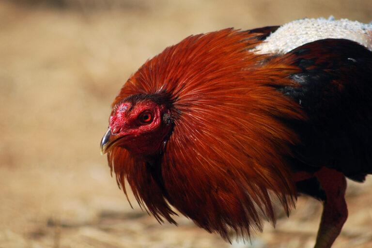 Irish Man Died After Being Attacked by Killer Rooster
