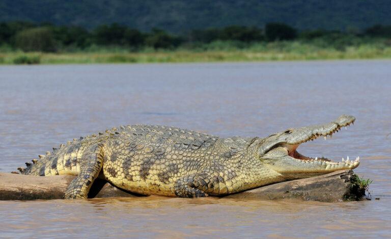 Missing Fisherman Found Inside Crocodiles’ Stomachs