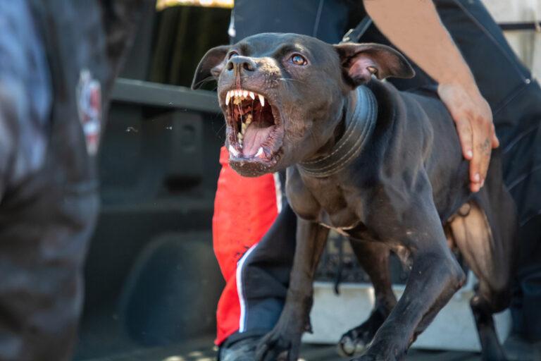 Man Mauled to Death By His Pet Pit Bull