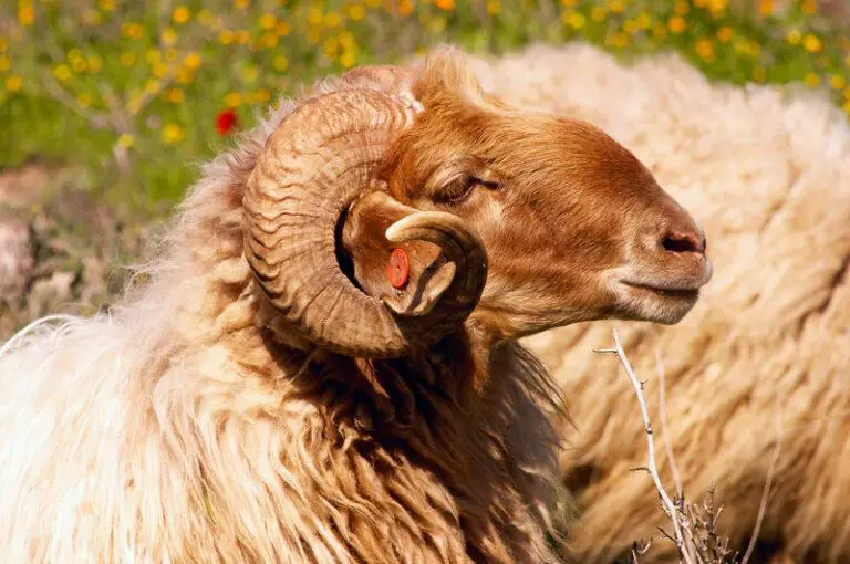 Elderly Couple Killed by Ram