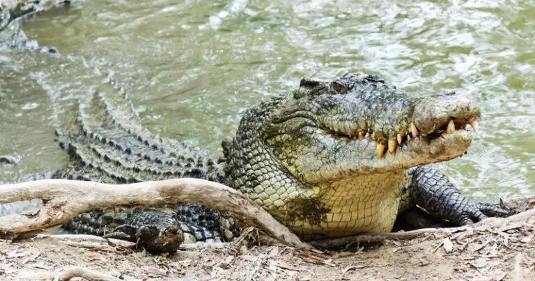 Teen Dead After Crocodile Attack