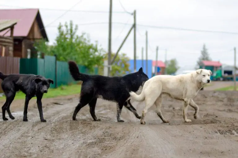 Mom Mauled to Death, Kids Injured, By Dogs