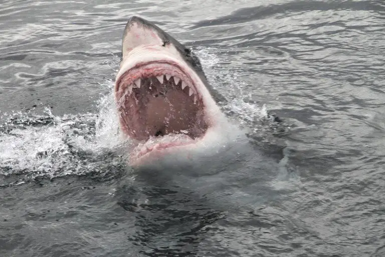 Actress Famous For “Jaws” Role Dies at 77