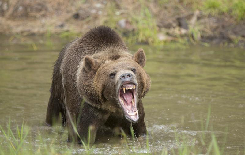 Bear Roaring in Water